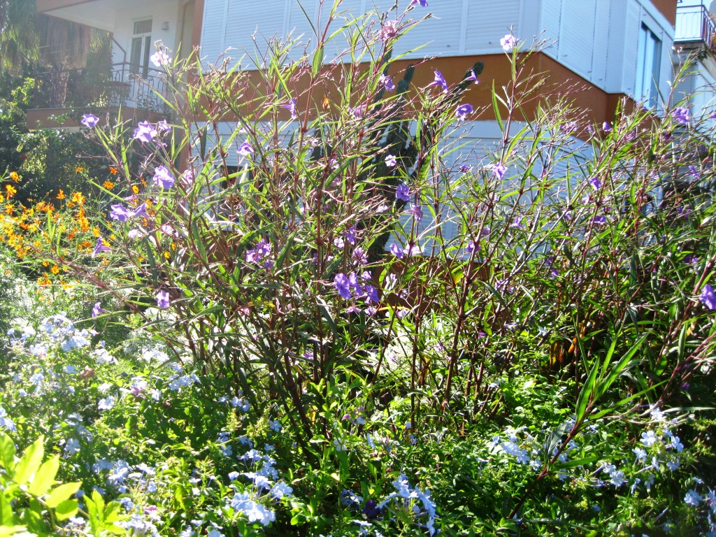 Image of Ruellia simplex specimen.