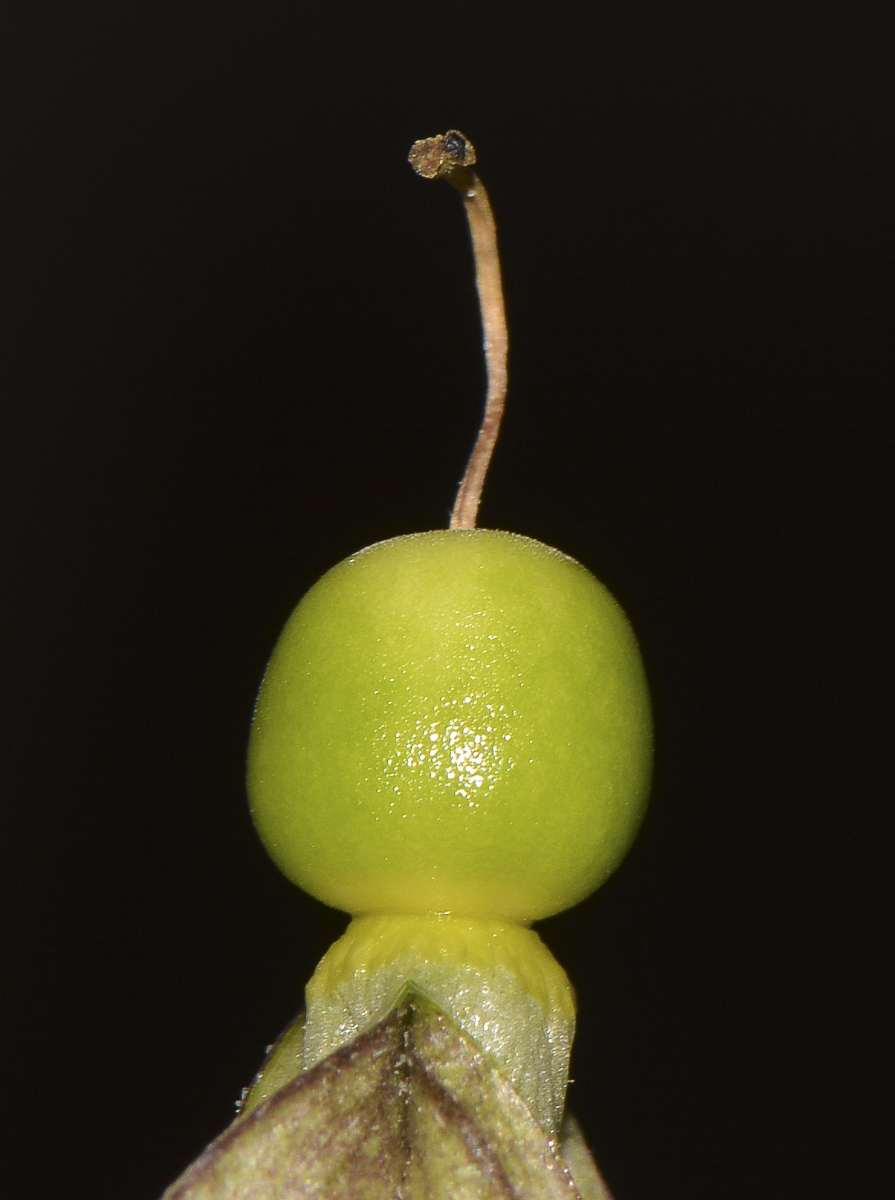 Image of Physalis angulata specimen.