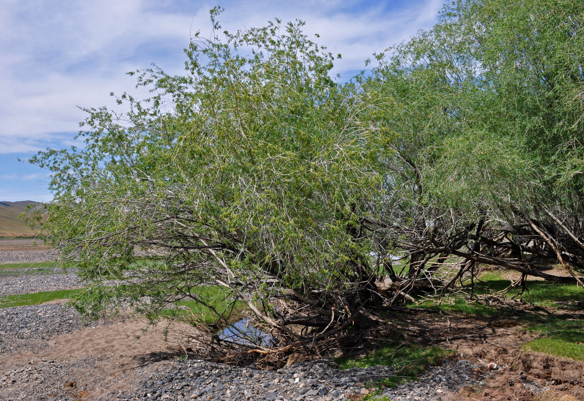 Image of genus Salix specimen.