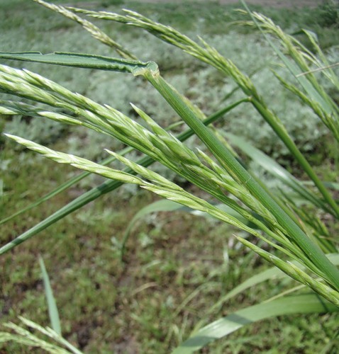 Изображение особи Festuca regeliana.