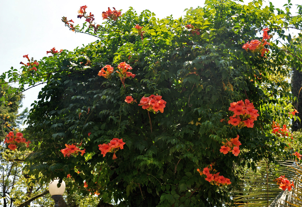 Изображение особи Campsis radicans.