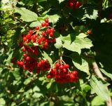 Viburnum opulus