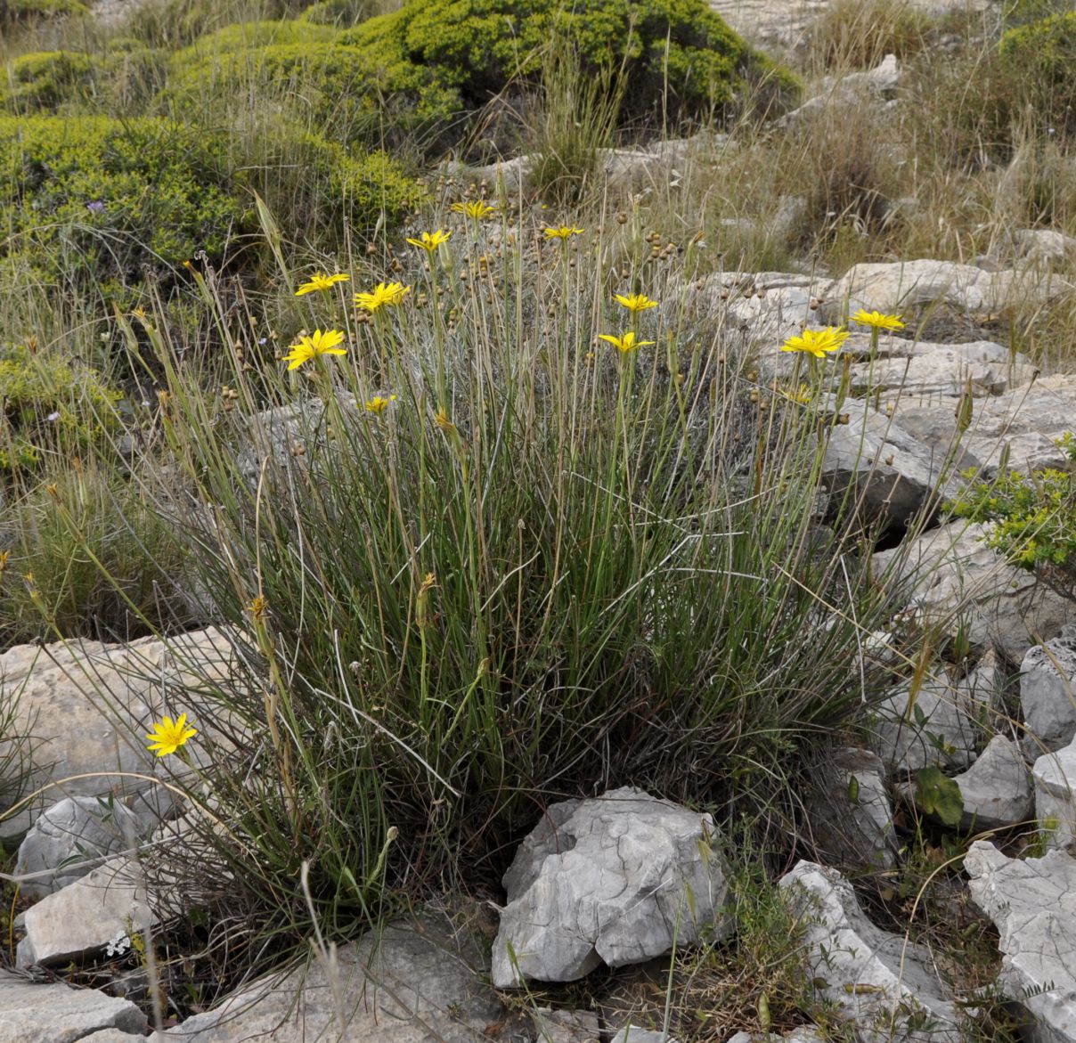 Image of genus Scorzonera specimen.