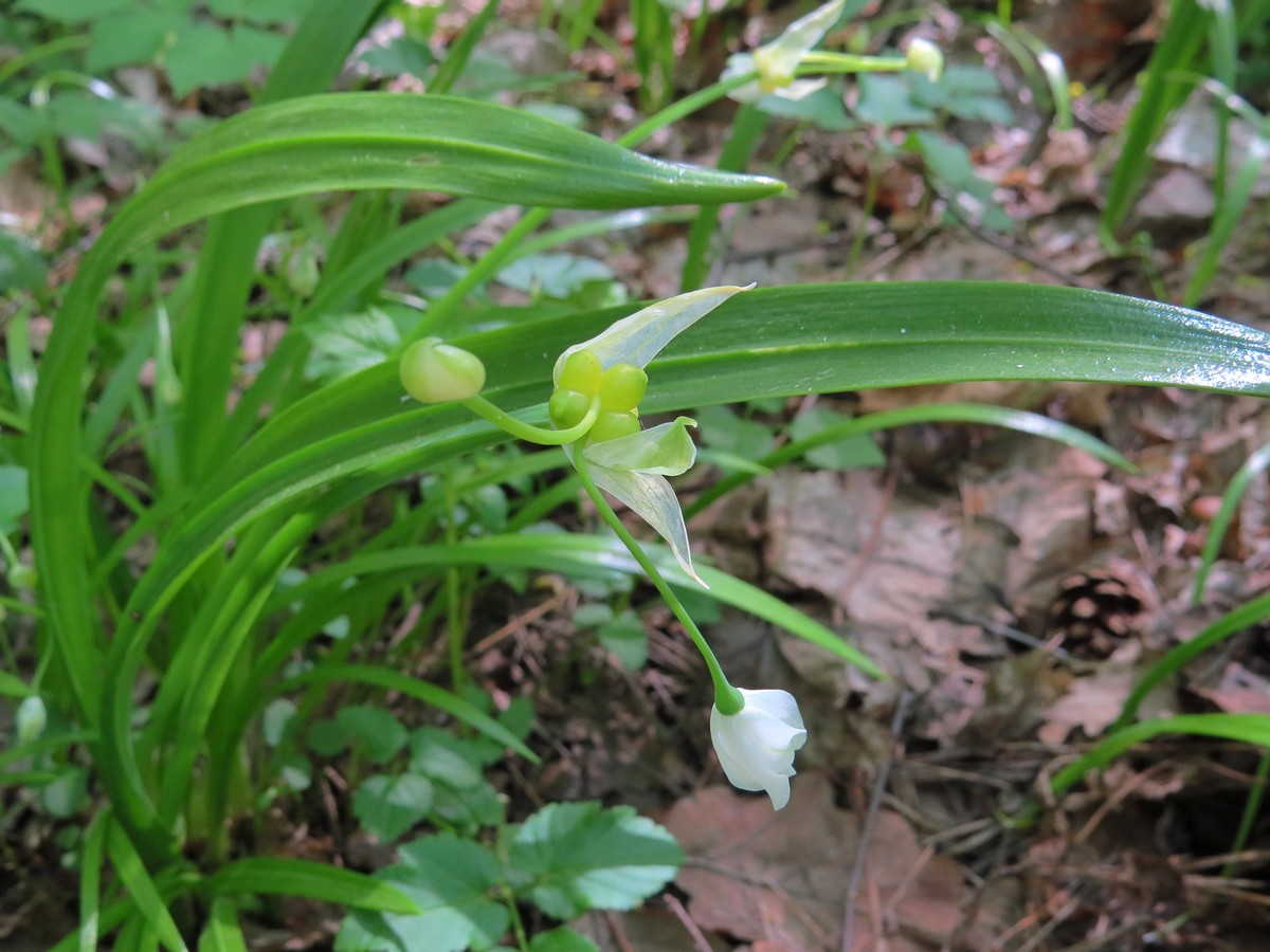 Image of Allium paradoxum specimen.