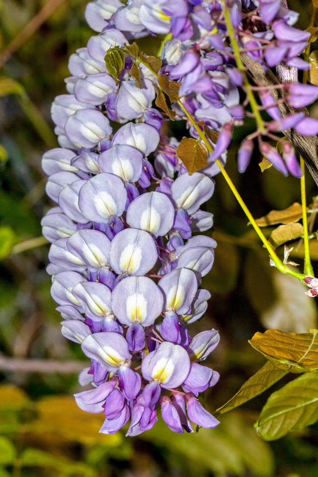 Image of Wisteria sinensis specimen.