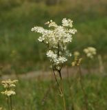 Filipendula vulgaris