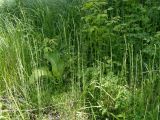 Equisetum fluviatile. Вегетирующие растения. Украина, г. Запорожье, недалеко от Правобережного рынка, возле ручья. 18.05.2018.