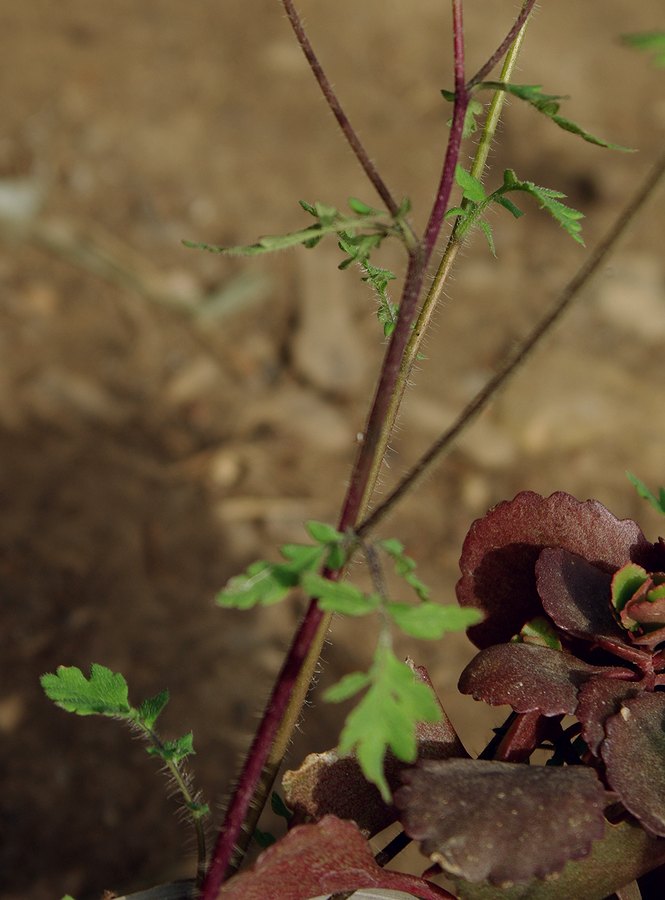 Image of Papaver talyschense specimen.