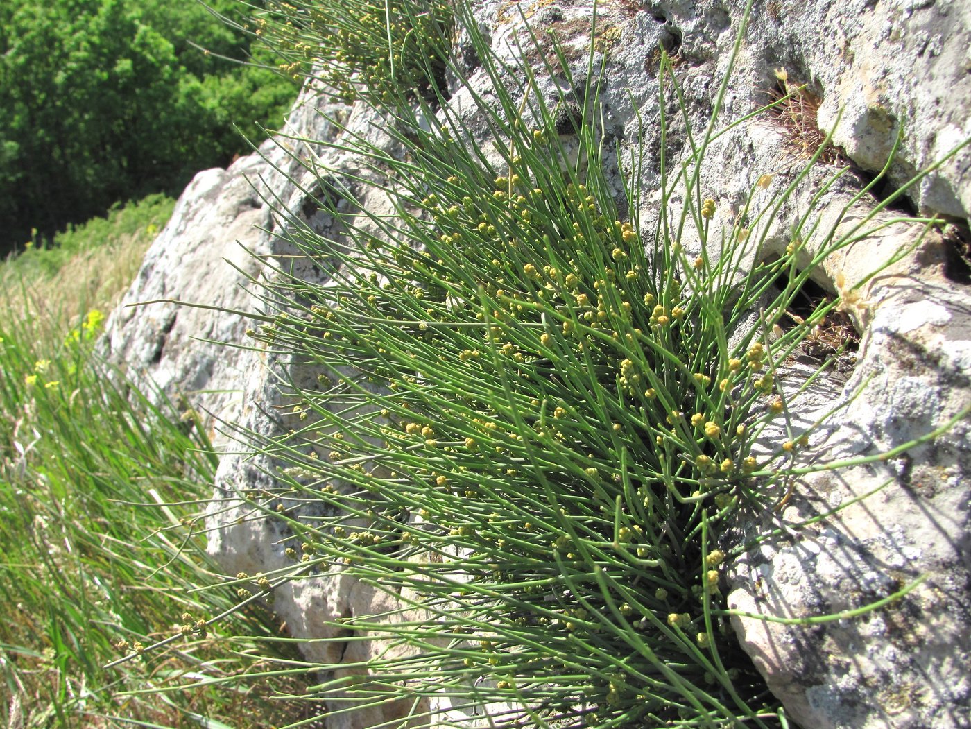 Image of Ephedra distachya specimen.