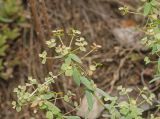 Euphorbia caesia