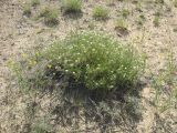 Erodium stevenii