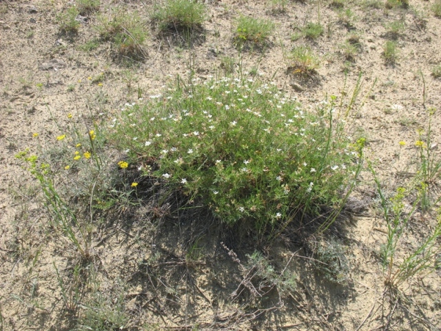 Изображение особи Erodium stevenii.