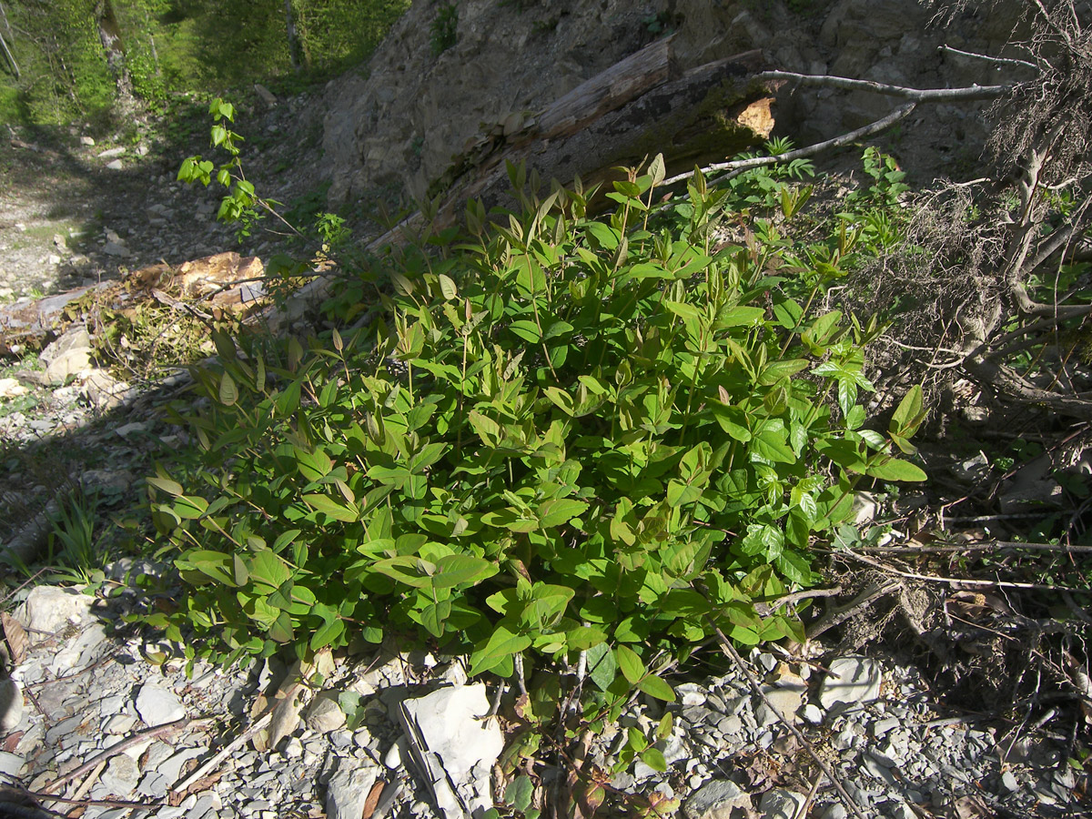 Image of Hypericum androsaemum specimen.