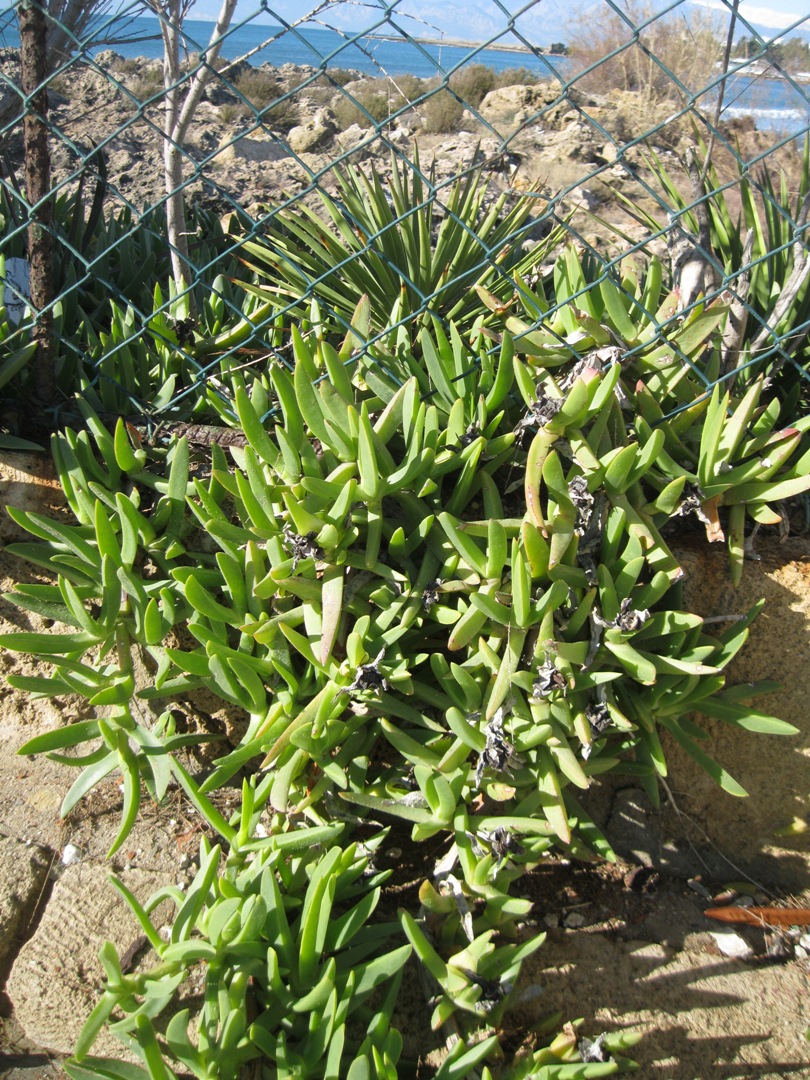 Изображение особи род Carpobrotus.