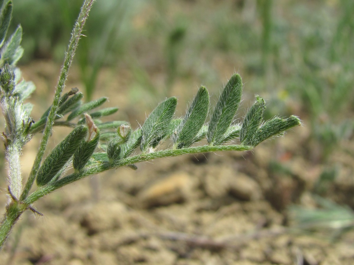 Image of genus Astragalus specimen.