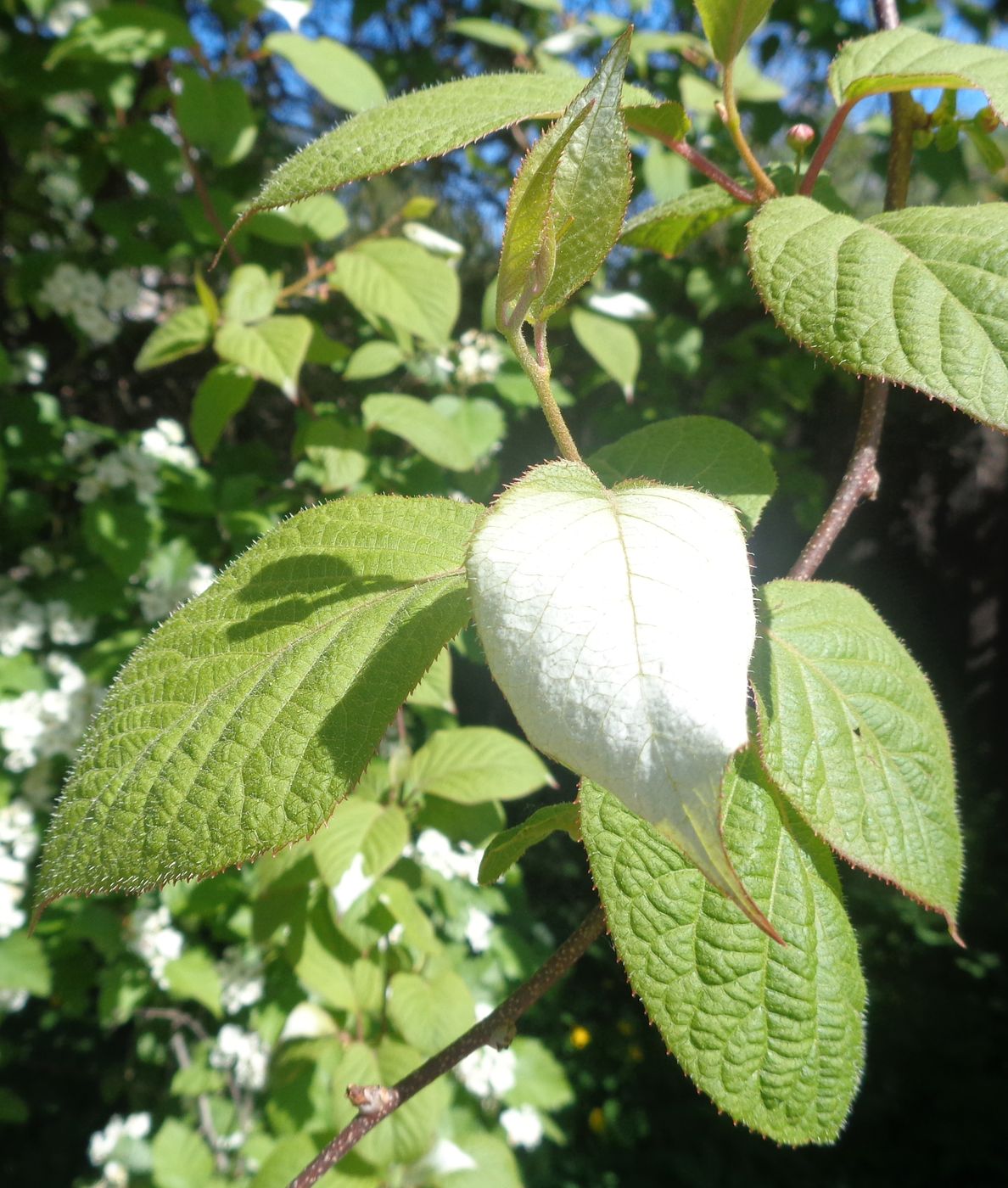 Изображение особи Actinidia kolomikta.