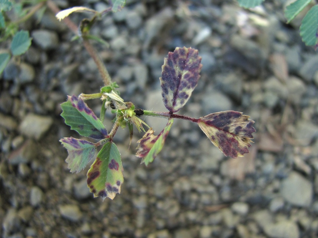 Image of Trigonella arcuata specimen.