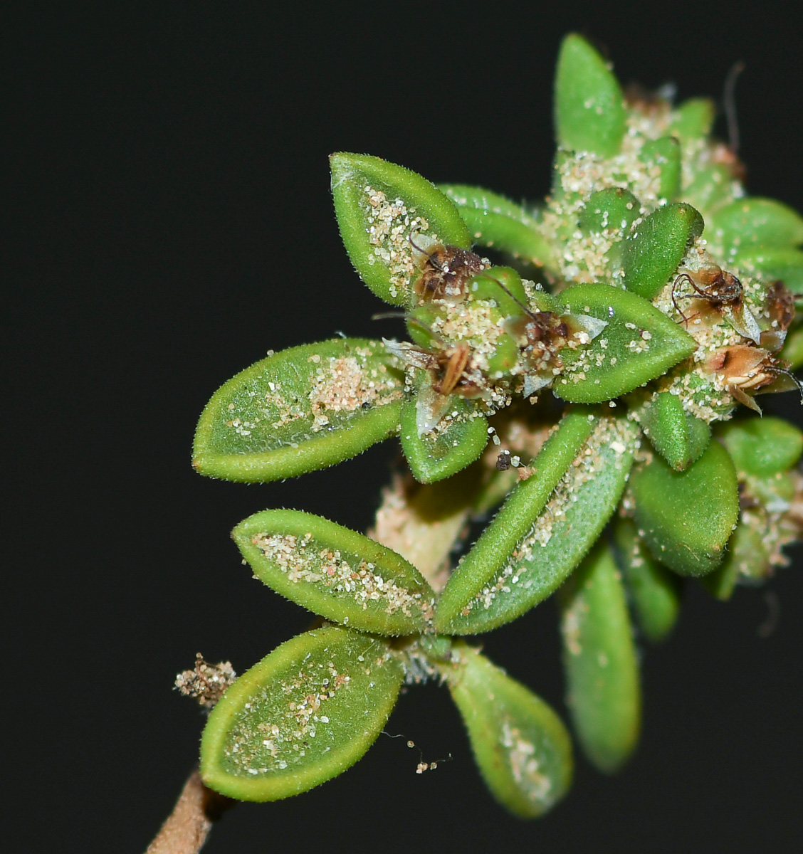 Image of Plantago sarcophylla specimen.