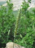 Agropyron pectinatum