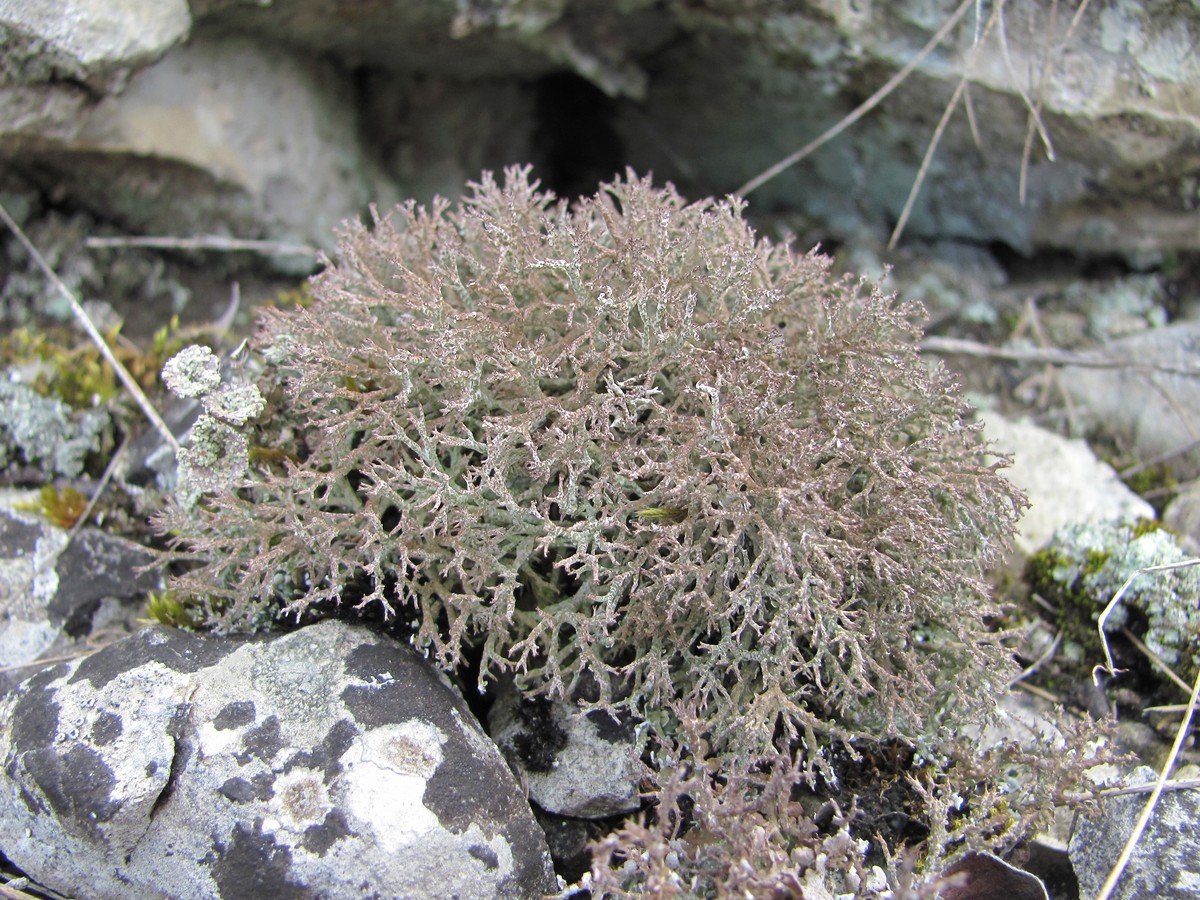Изображение особи Cladonia rangiformis.