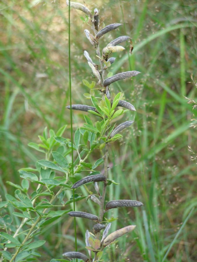 Изображение особи Chamaecytisus ruthenicus.