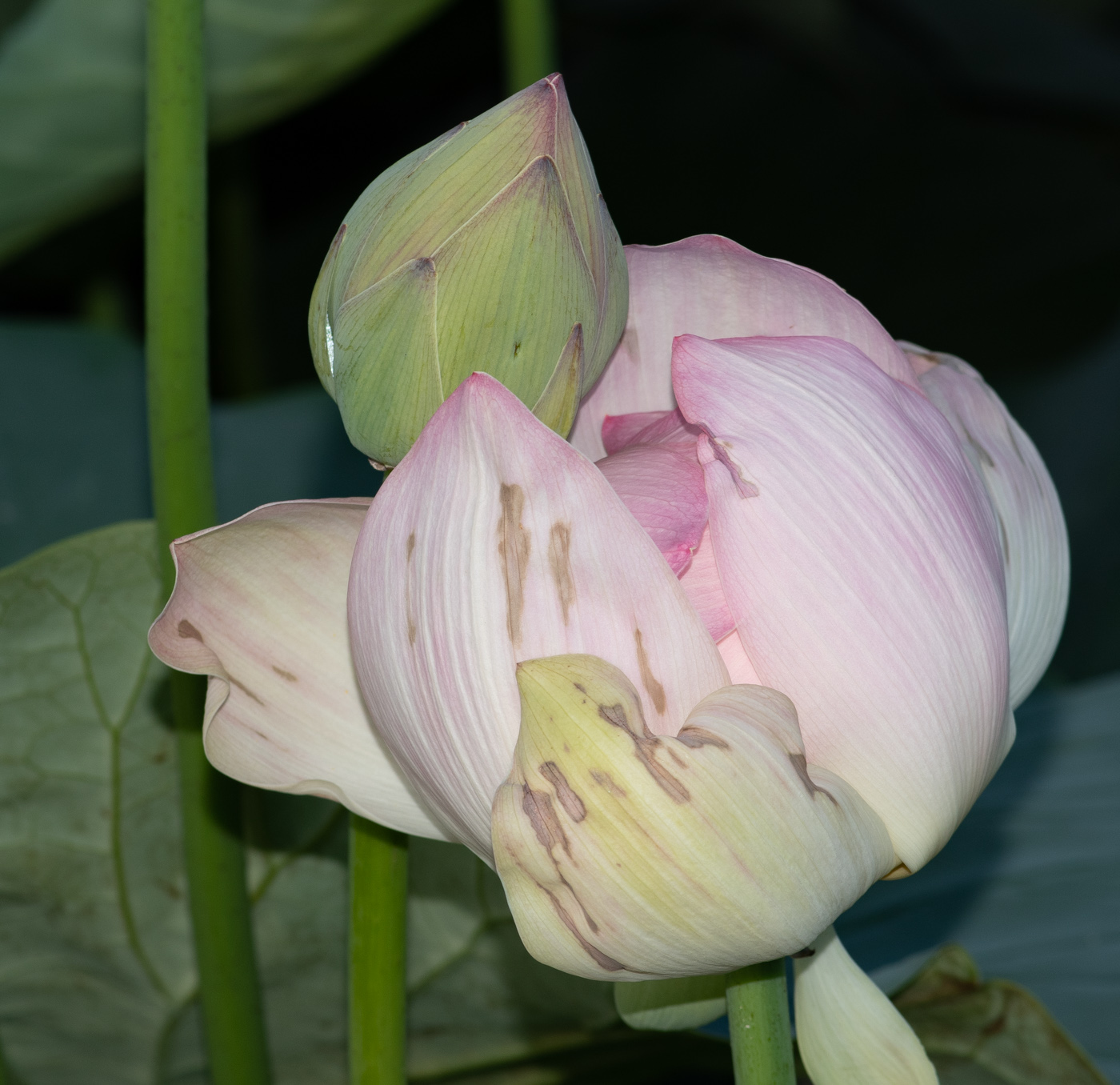 Image of Nelumbo nucifera specimen.