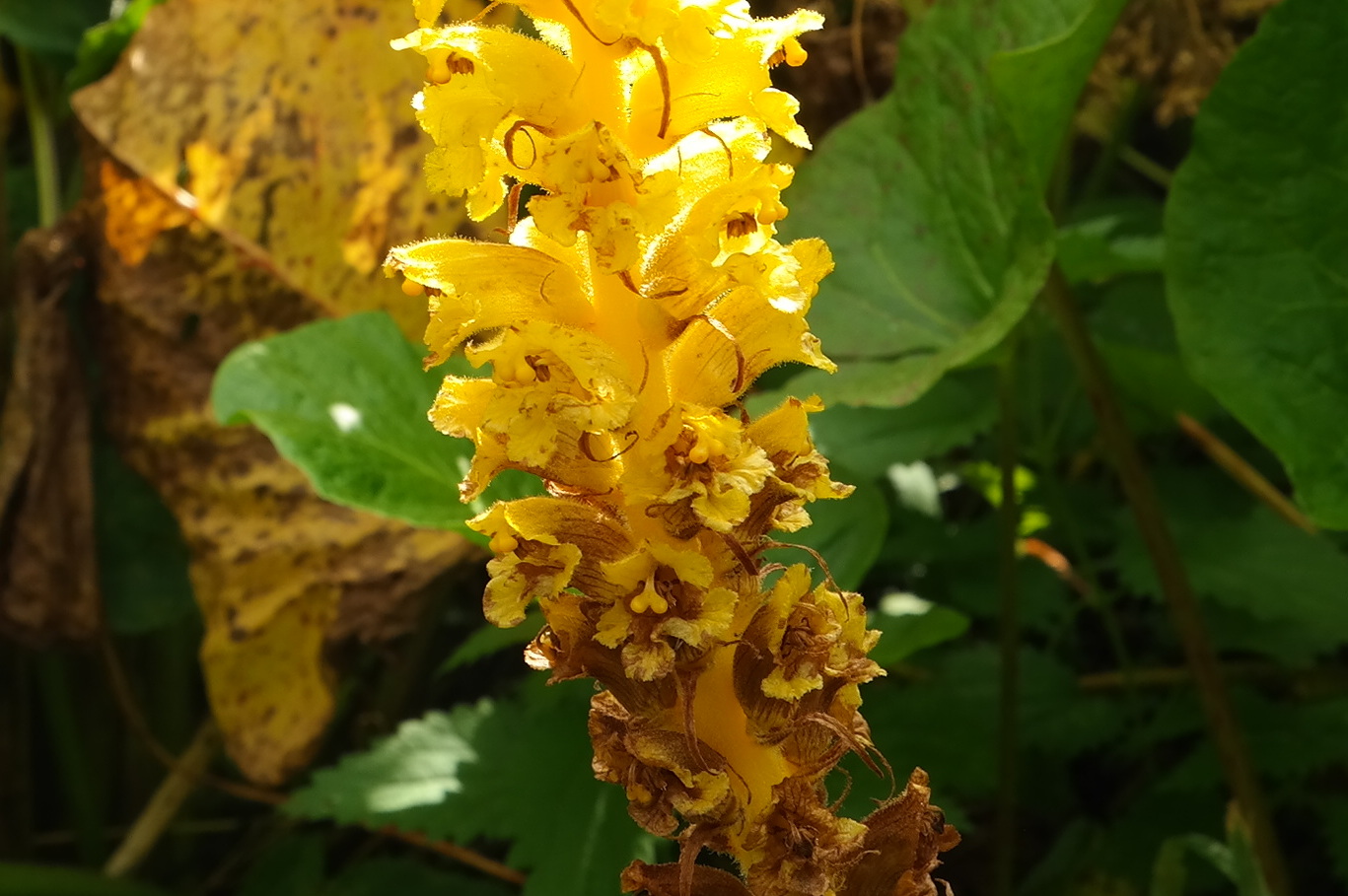 Image of Orobanche ingens specimen.