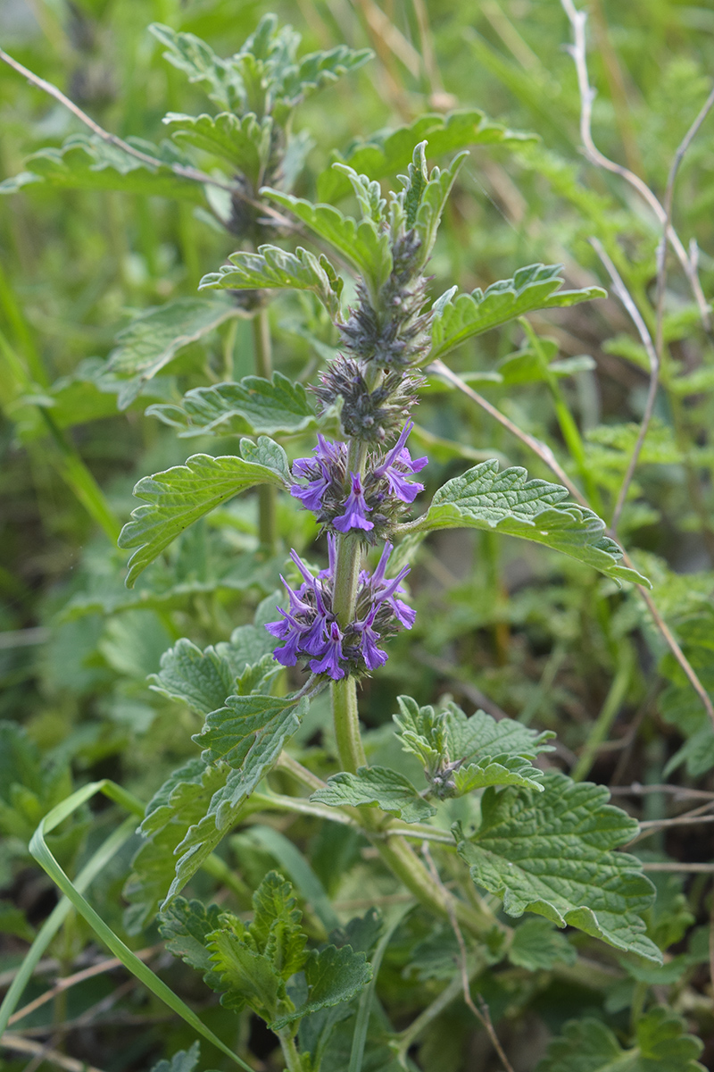 Image of Marrubium catariifolium specimen.