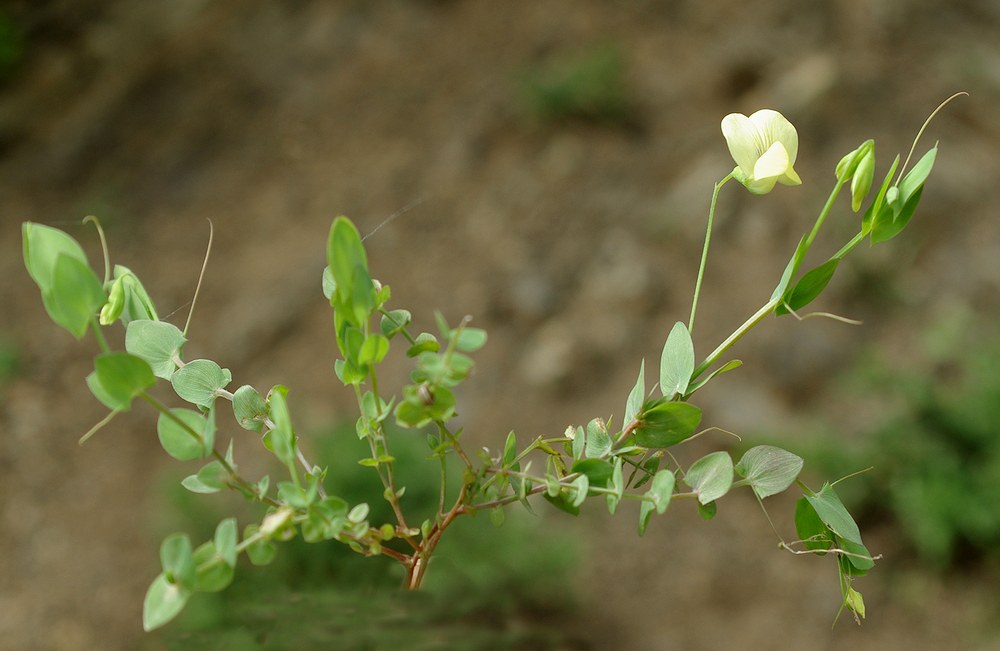 Изображение особи Lathyrus aphaca.