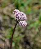 Valeriana dubia. Соцветие. Алтай, Улаганский р-н, окр. с. Акташ, Курайский хребет, долина р. Ярлы-Амры, ≈ 1500 м н.у.м., берег реки. 21.06.2019.