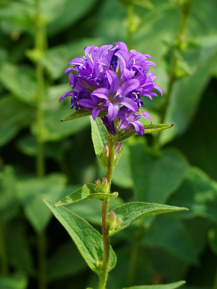 Изображение особи Campanula glomerata.