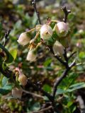 Vaccinium uliginosum. Веточка с соцветиями. Свердловская обл., окр. г. Североуральск, склон Сосьвинского хребта. 29.06.2010.