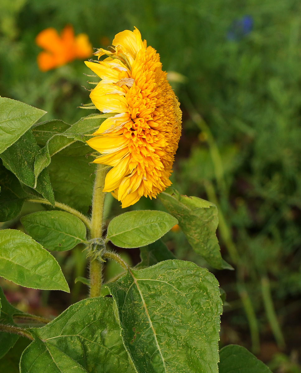 Изображение особи Helianthus annuus.