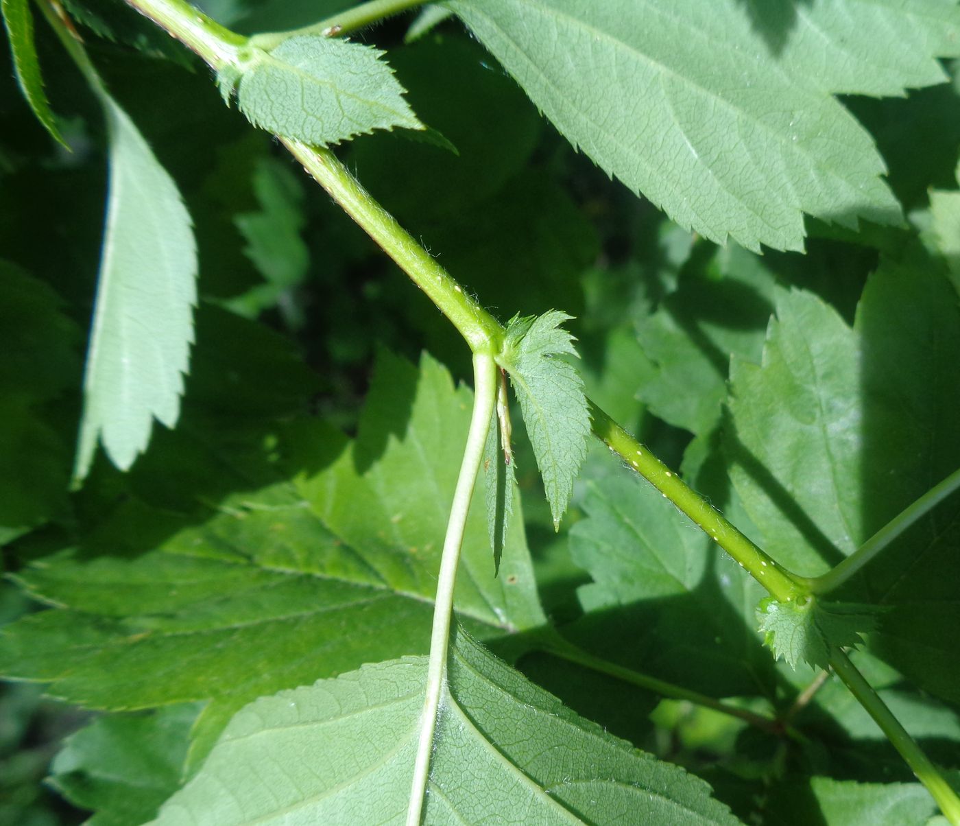 Image of genus Crataegus specimen.