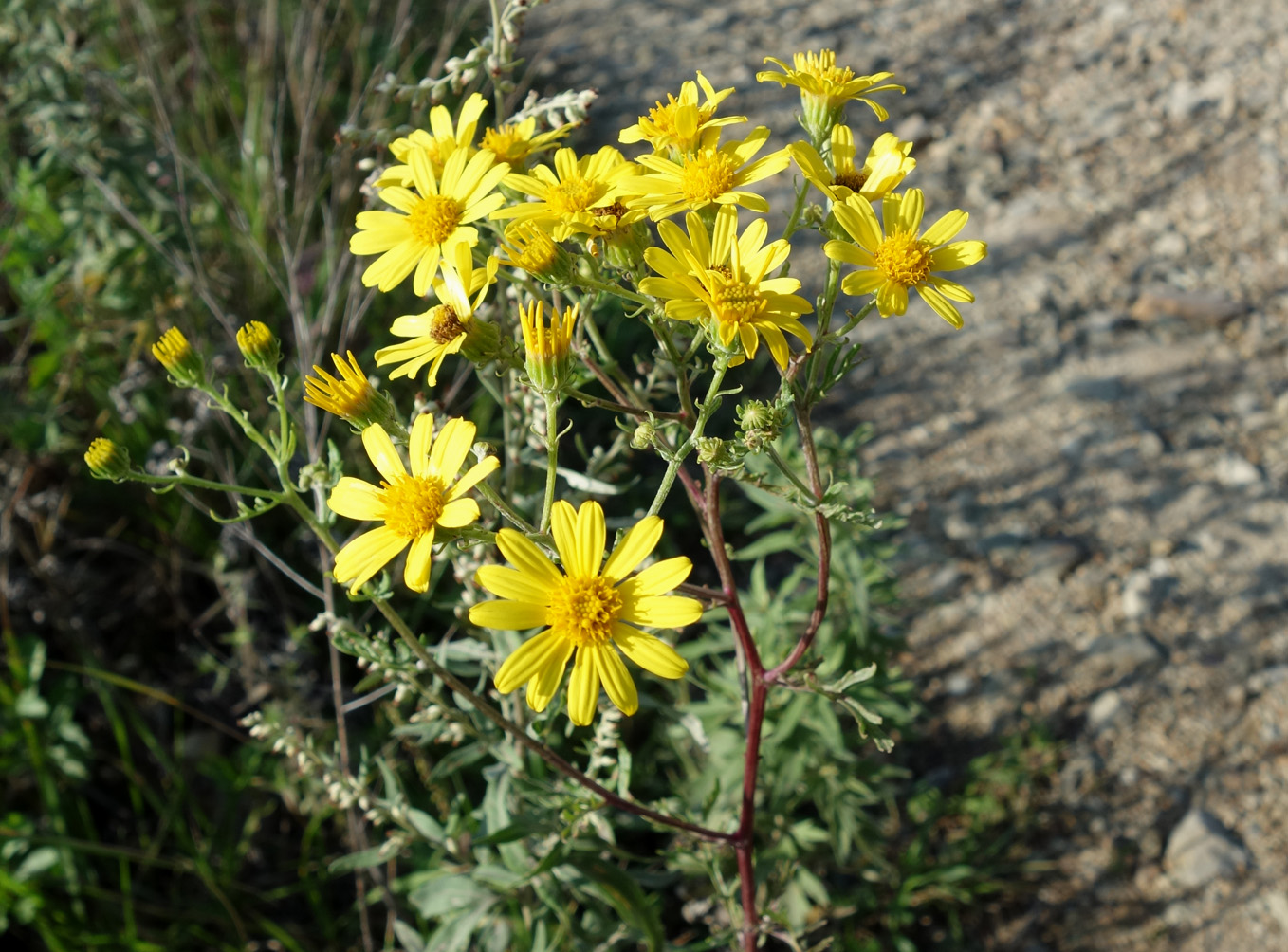 Изображение особи Senecio argunensis.