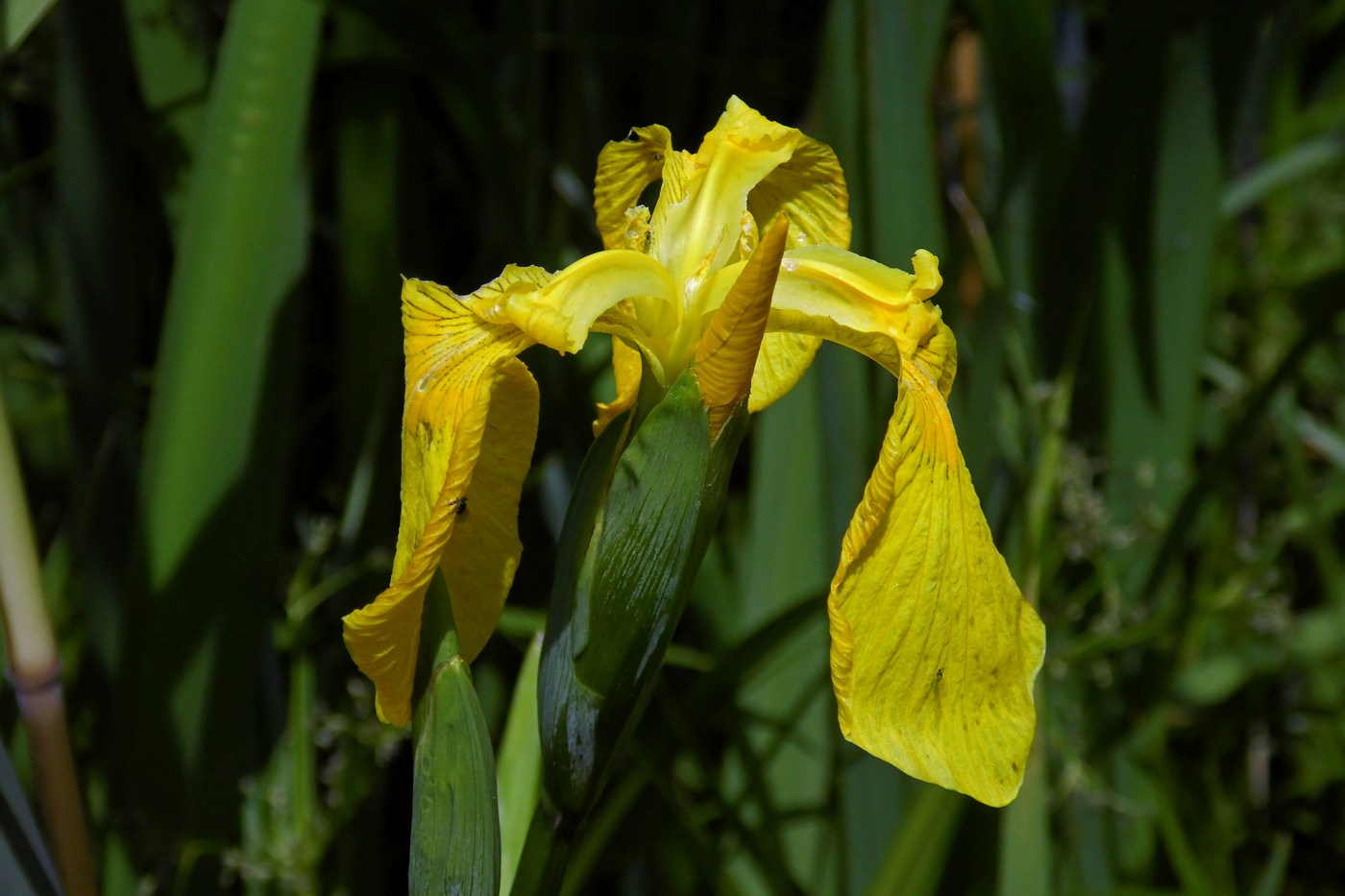 Image of Iris pseudacorus specimen.