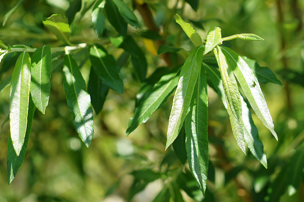 Image of Salix gmelinii specimen.