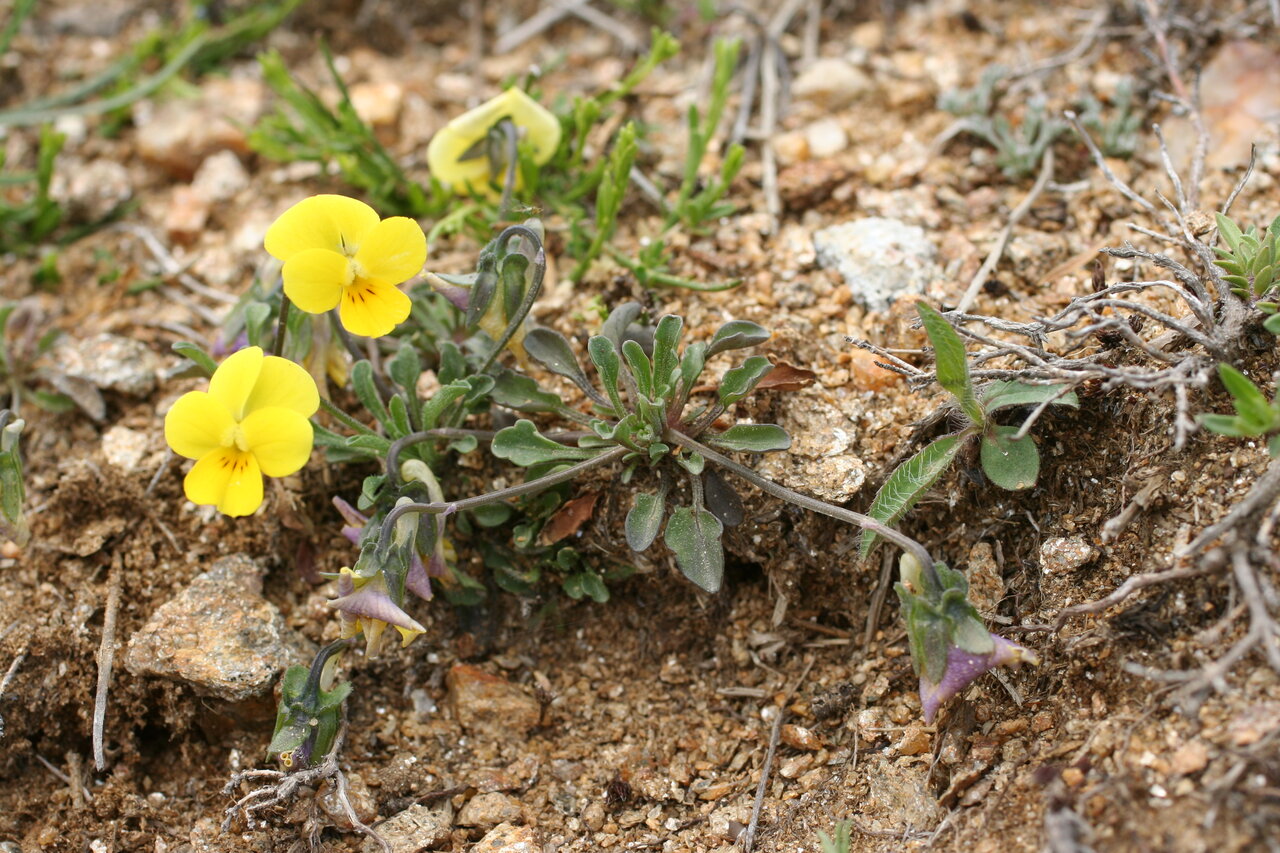 Image of Viola stojanowii specimen.