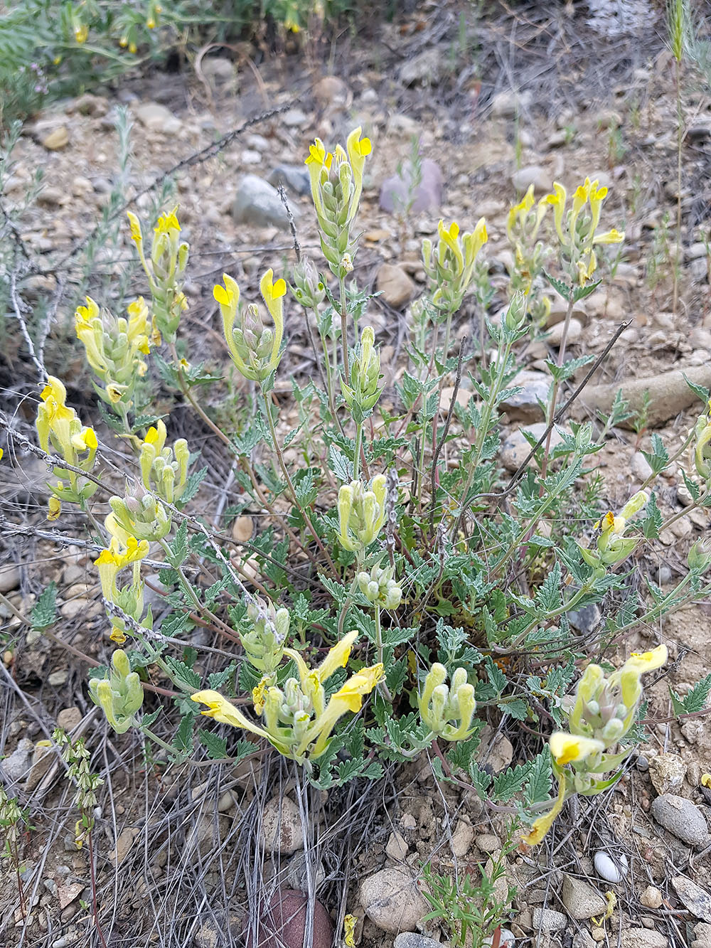 Image of Scutellaria comosa specimen.