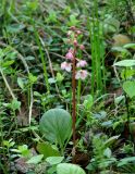 Pyrola incarnata. Цветущее растение. Иркутская обл., Иркутский р-н, ур. Падь Еловая, смешанный лес. 09.06.2020.