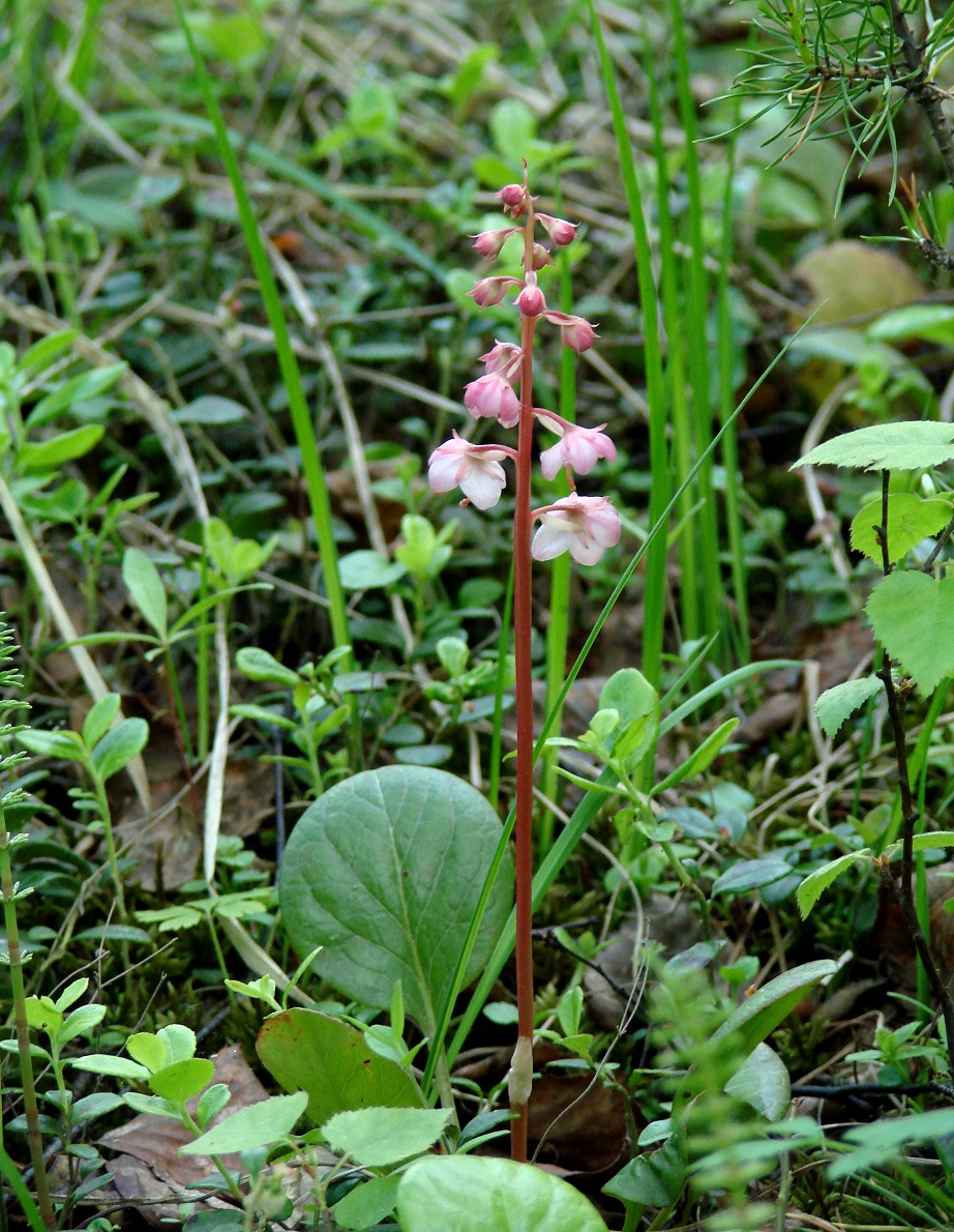 Изображение особи Pyrola incarnata.