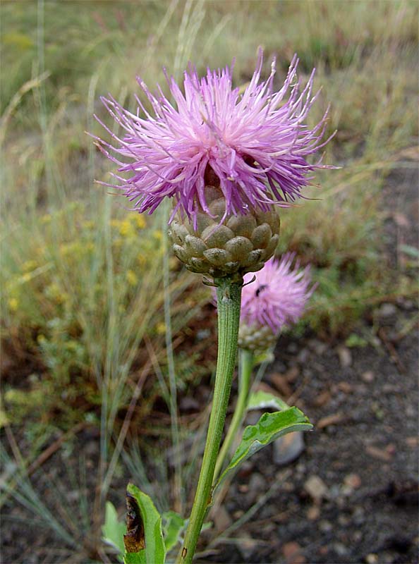 Image of Stemmacantha pulchra specimen.