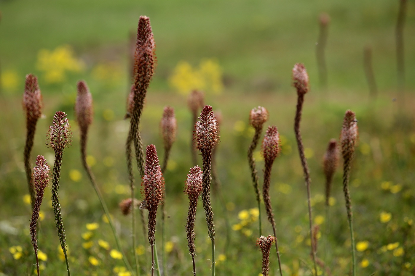 Image of Eremurus regelii specimen.