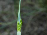 Смотреть изображение Allium paczoskianum