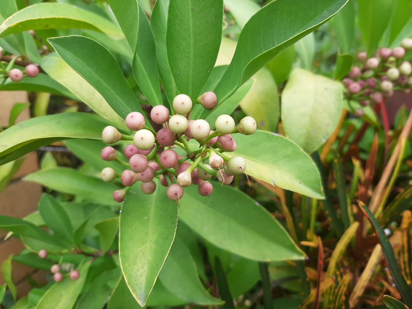 Изображение особи Ardisia elliptica.