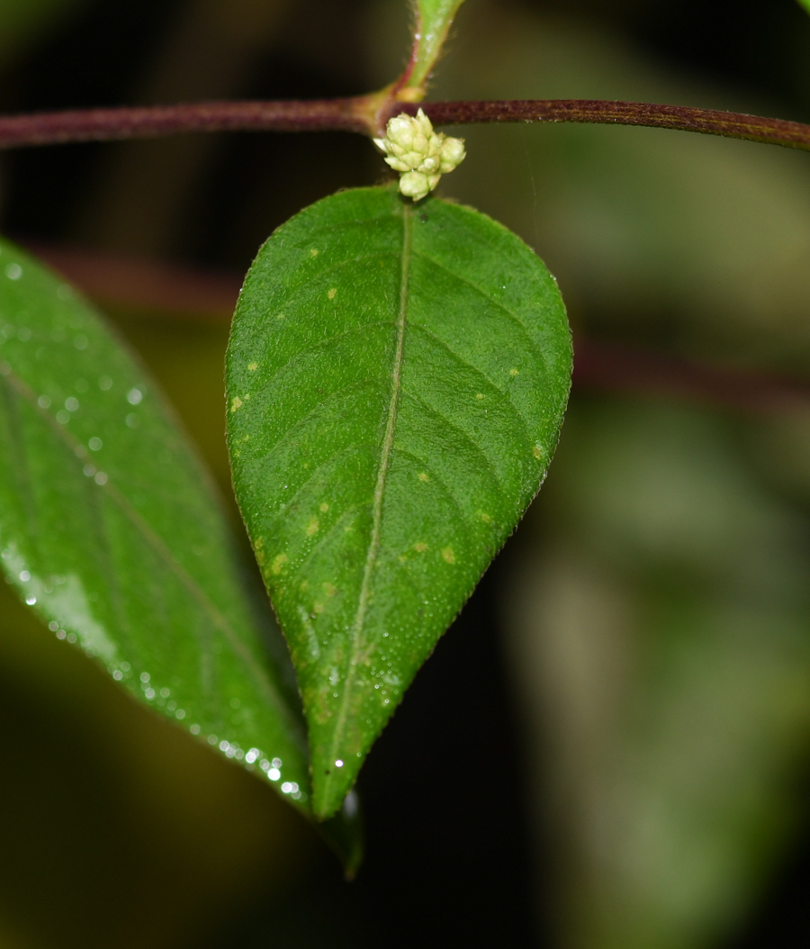 Изображение особи Alternanthera flavescens.