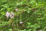 Смотреть изображение Syringa persica