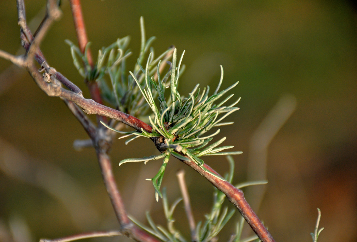 Изображение особи Calligonum aphyllum.