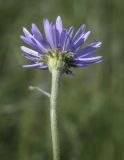 Aster alpinus. Соцветие-корзинка (вид снизу). Пермский край, Кунгурский р-н, окр. с. Каширино, долина р. Сылва, обнажение гипсов, слабо задернованный крутой склон. 06.06.2021.