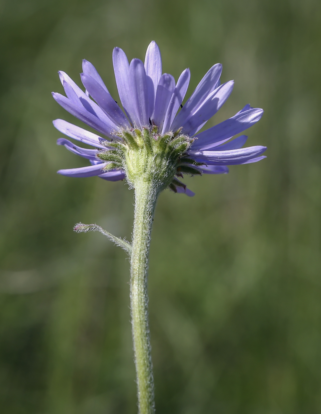 Image of Aster alpinus specimen.